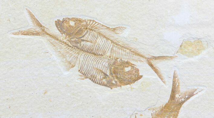 Double Diplomystus Fossil Fish - Wyoming #75989